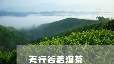 天行谷普洱茶/2023042575344