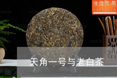 天角一号与老白茶/2023061707379