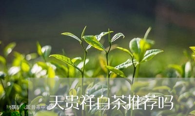 天贵祥白茶推荐吗/2023061741684