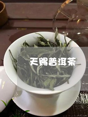 天赐普洱茶/2023090670483