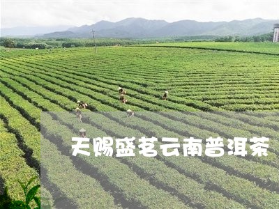 天赐盛茗云南普洱茶/2023120460512