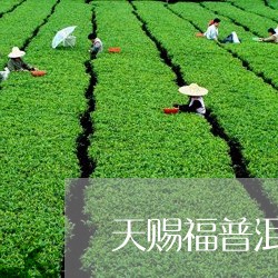 天赐福普洱茶/2023081882728