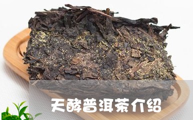 天酵普洱茶介绍/2023101605970