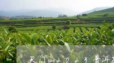 天门山2023普洱茶价格/2023082562712