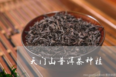 天门山普洱茶种植/2023082936260