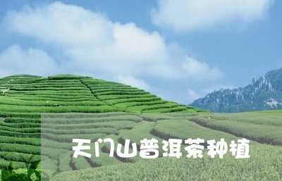 天门山普洱茶种植/2023110551393