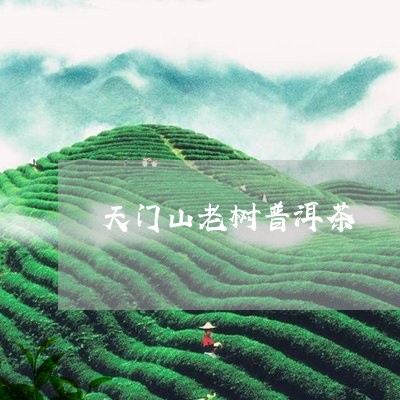 天门山老树普洱茶/2023120454926