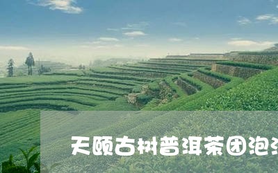 天颐古树普洱茶团泡法/2023120609373