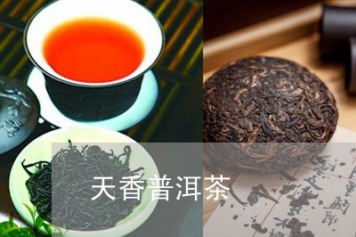 天香普洱茶/2023090606370