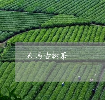 天马古树茶/2023041892303