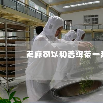 天麻可以和普洱茶一起泡吗/2023051336206