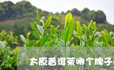 太原普洱茶哪个牌子好/2023062999784