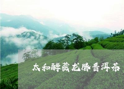 太和酵藏龙腾普洱茶/2023120558142