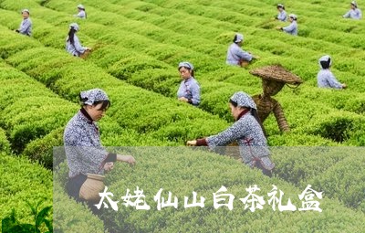 太姥仙山白茶礼盒/2023061792159