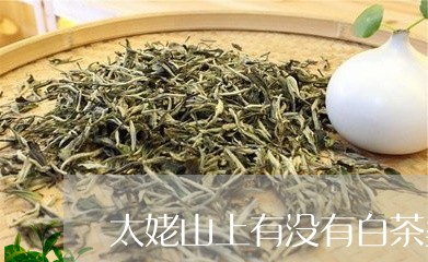 太姥山上有没有白茶卖/2023092853836