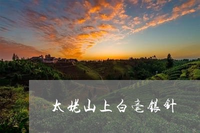 太姥山上白毫银针/2023090737069