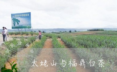 太姥山与福鼎白茶/2023112607250