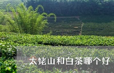 太姥山和白茶哪个好/2023071616262