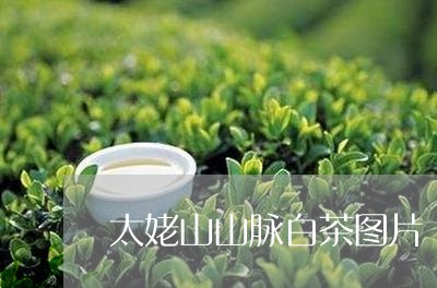 太姥山山脉白茶图片/2023081368259