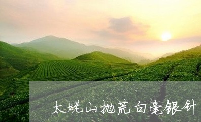 太姥山抛荒白毫银针/2023120628170