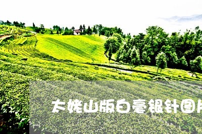 太姥山版白毫银针图片/2023092857362