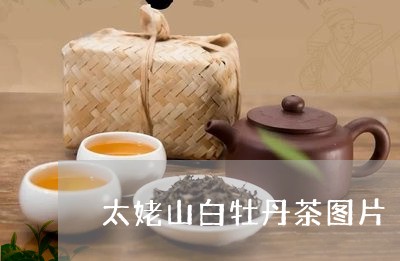 太姥山白牡丹茶图片/2023081312847