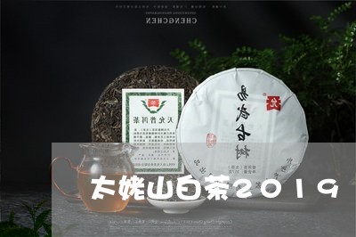 太姥山白茶2019/2023071375269