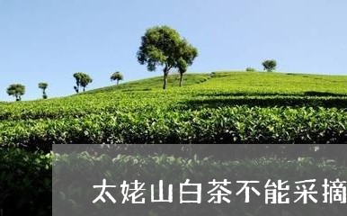 太姥山白茶不能采摘/2023121844057