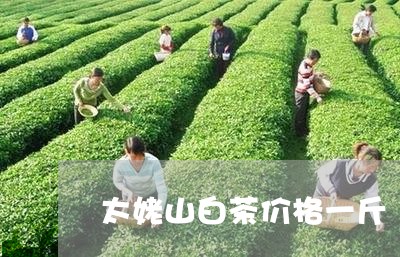 太姥山白茶价格一斤/2023121835249