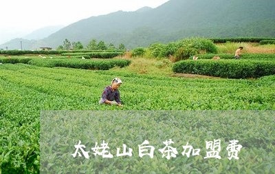 太姥山白茶加盟费/2023061796069