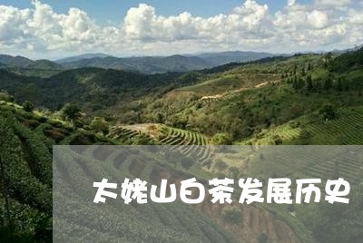 太姥山白茶发展历史/2023071668282