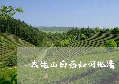 太姥山白茶如何挑选/2023121846170