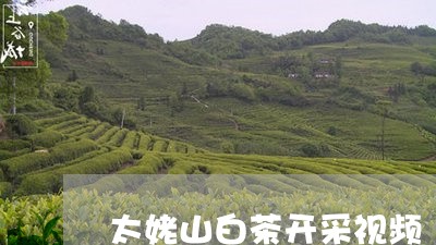 太姥山白茶开采视频/2023121817460