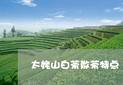 太姥山白茶散茶特点/2023121856262