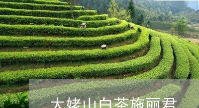 太姥山白茶施丽君/2023061739405