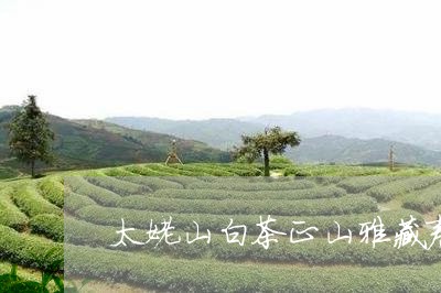 太姥山白茶正山雅藏寿眉/2023092460601