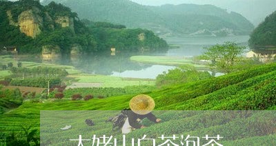 太姥山白茶泡茶/2023073036260