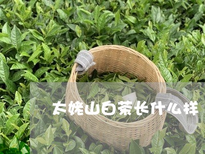 太姥山白茶长什么样/2023121892702