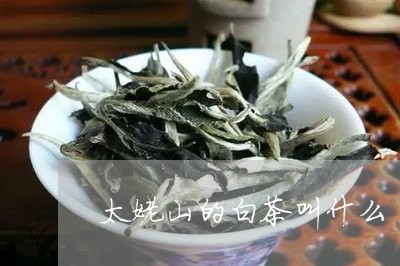 太姥山的白茶叫什么/2023121827392