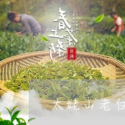 太姥山老白茶大白毫/2023073109481