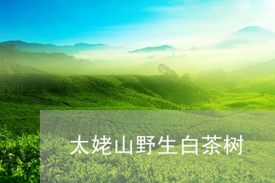 太姥山野生白茶树/2023061781139