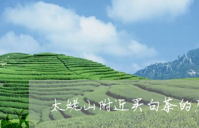 太姥山附近买白茶的店/2023092809704