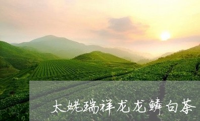 太姥瑞祥龙龙鳞白茶/2023071718140