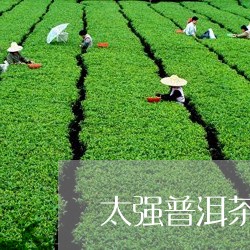 太强普洱茶/2023090592957