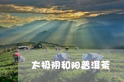 太极阴和阳普洱茶/2023120593138