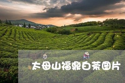 太母山福鼎白茶图片/2023071726051