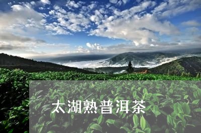 太湖熟普洱茶/2023042724948