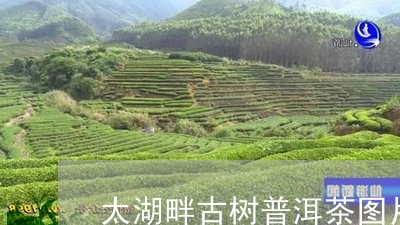 太湖畔古树普洱茶图片/2023112707079