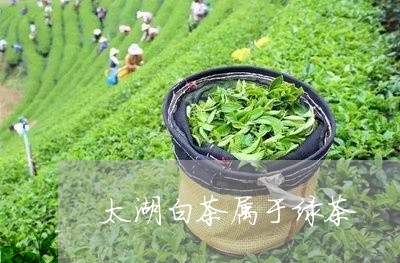 太湖白茶属于绿茶/2023061774948