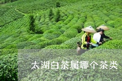 太湖白茶属哪个茶类/2023081414715